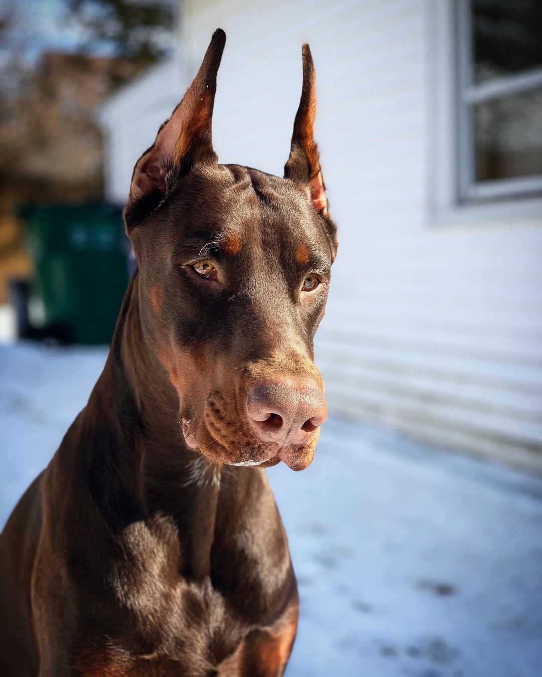 European Doberman resting outdoors on grass