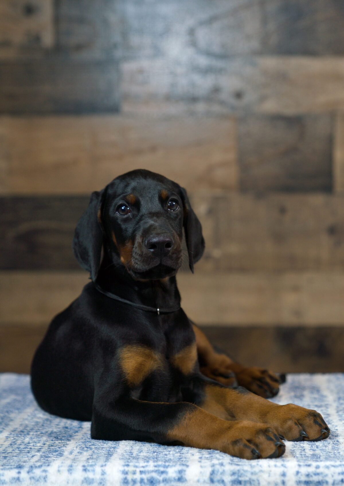 BUDDY - Image 3