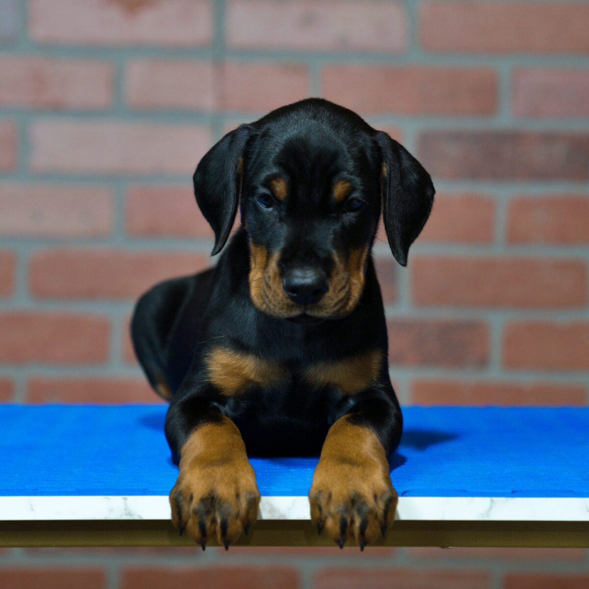 ROCKY - Image 1
