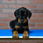 ROCKY