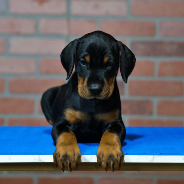 ROCKY