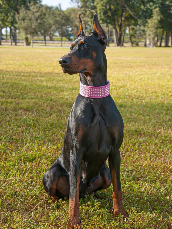 European Doberman standing on green grass outdoors