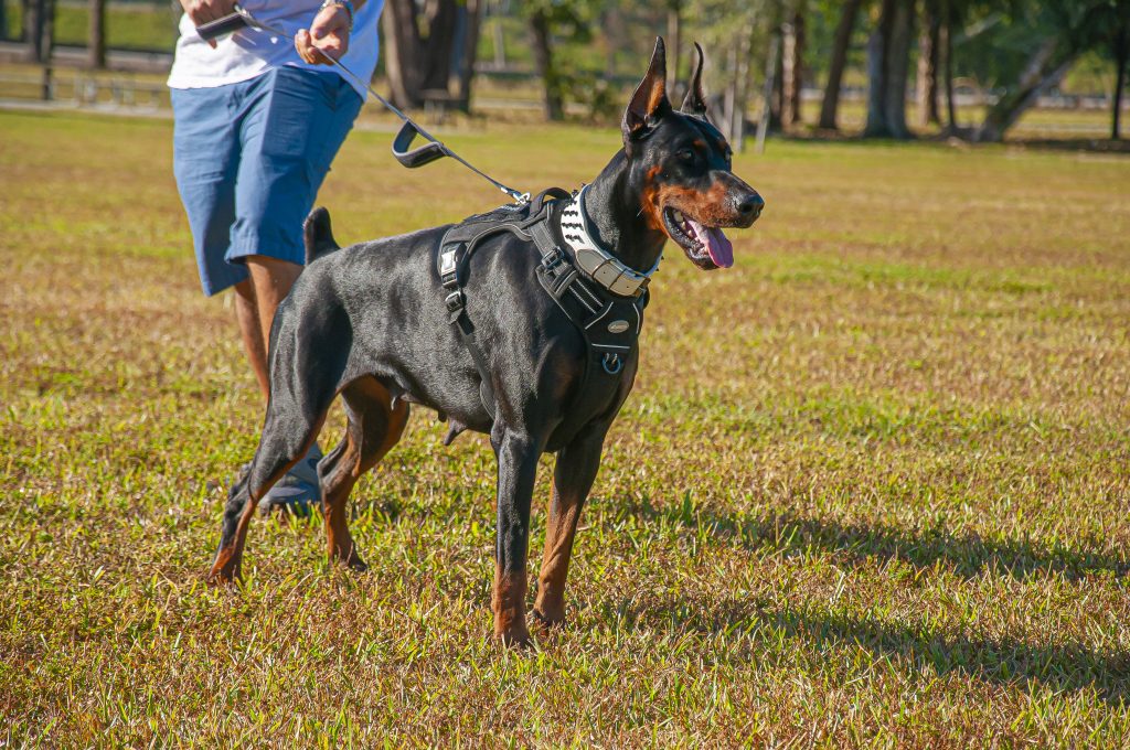 European Doberman sitting attentively on grass outdoors