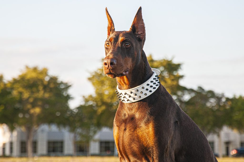 All of our dogs have undergone DNA testing