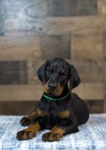 RIGGS - Image 3