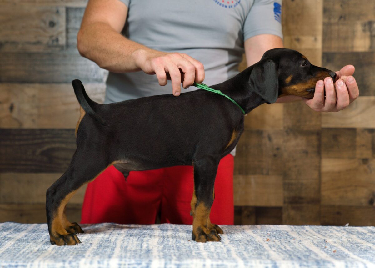 RIGGS - Image 2