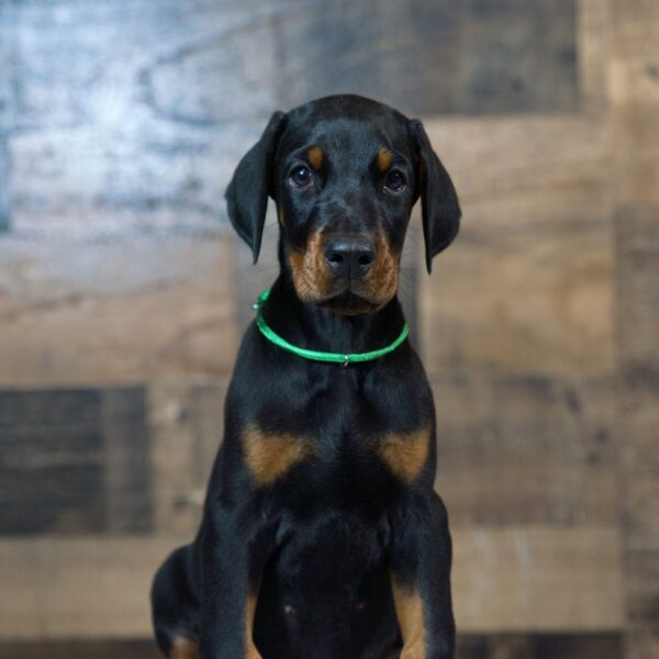 RIGGS