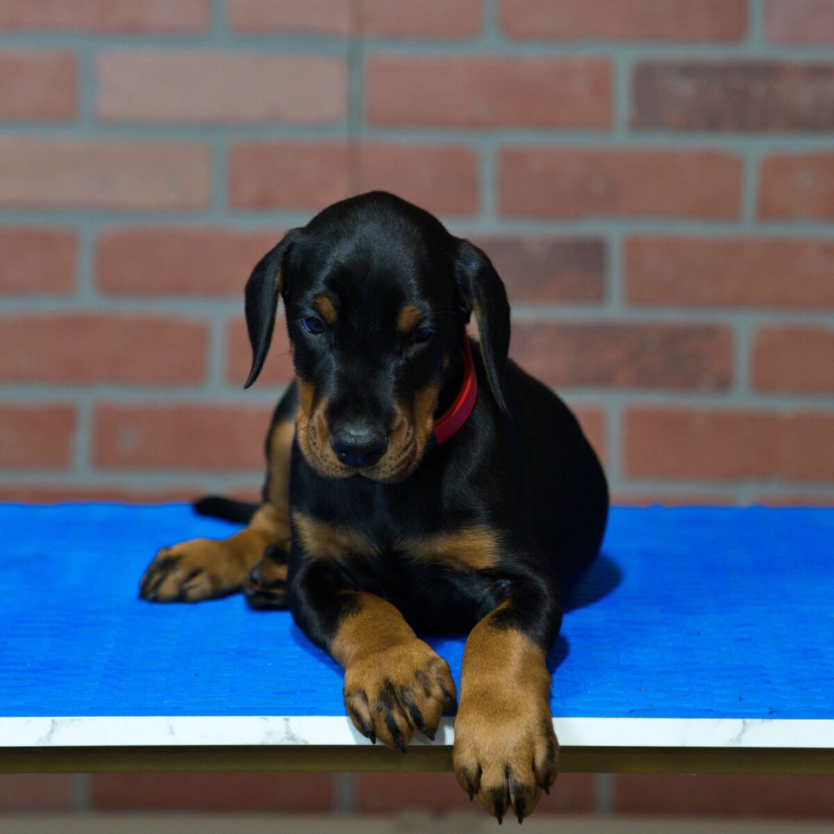 DEXTER - Image 3
