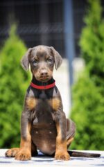 ROXY