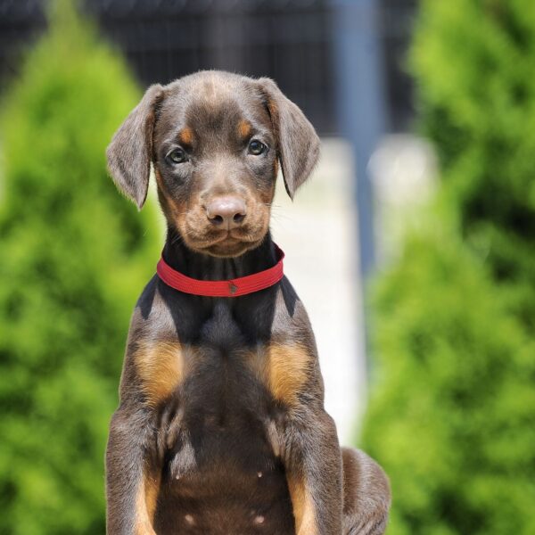 ROXY
