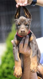 ROXY - Image 2