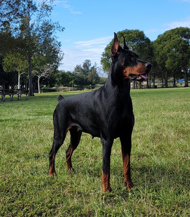 European Doberman portrait with focused expression